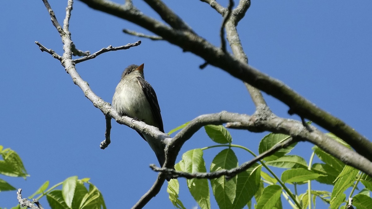 Eastern Wood-Pewee - Sunil Thirkannad