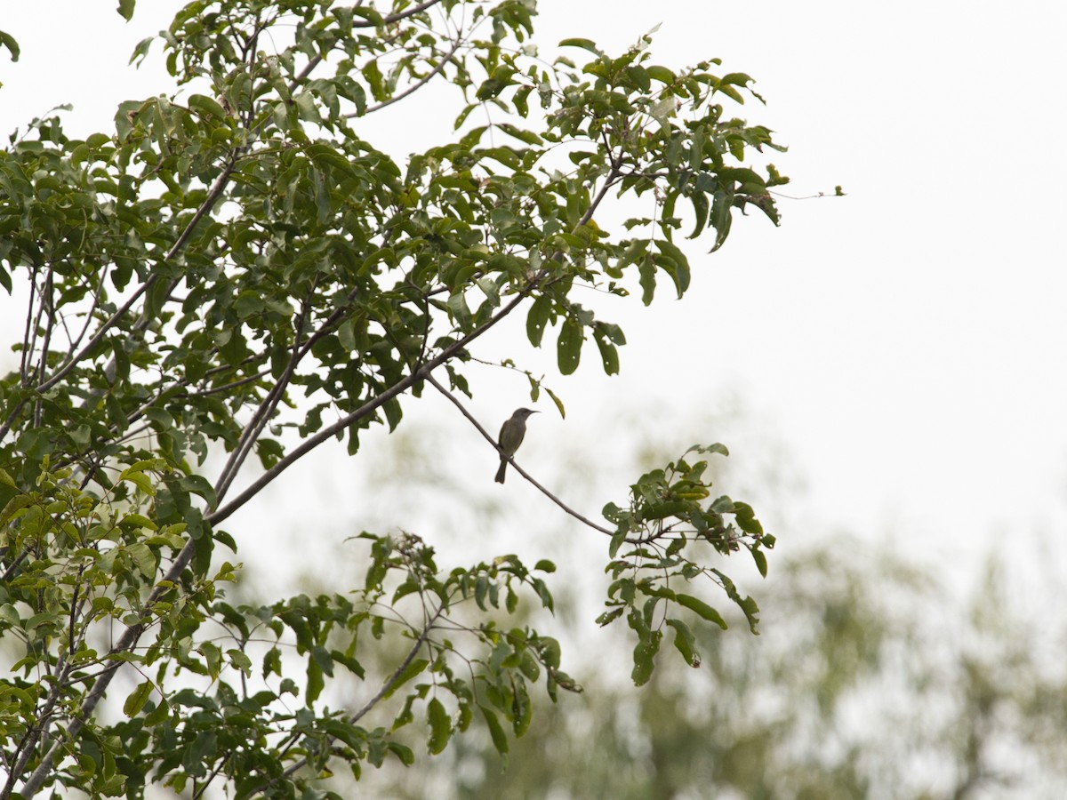 Brown Honeyeater - ML619663415