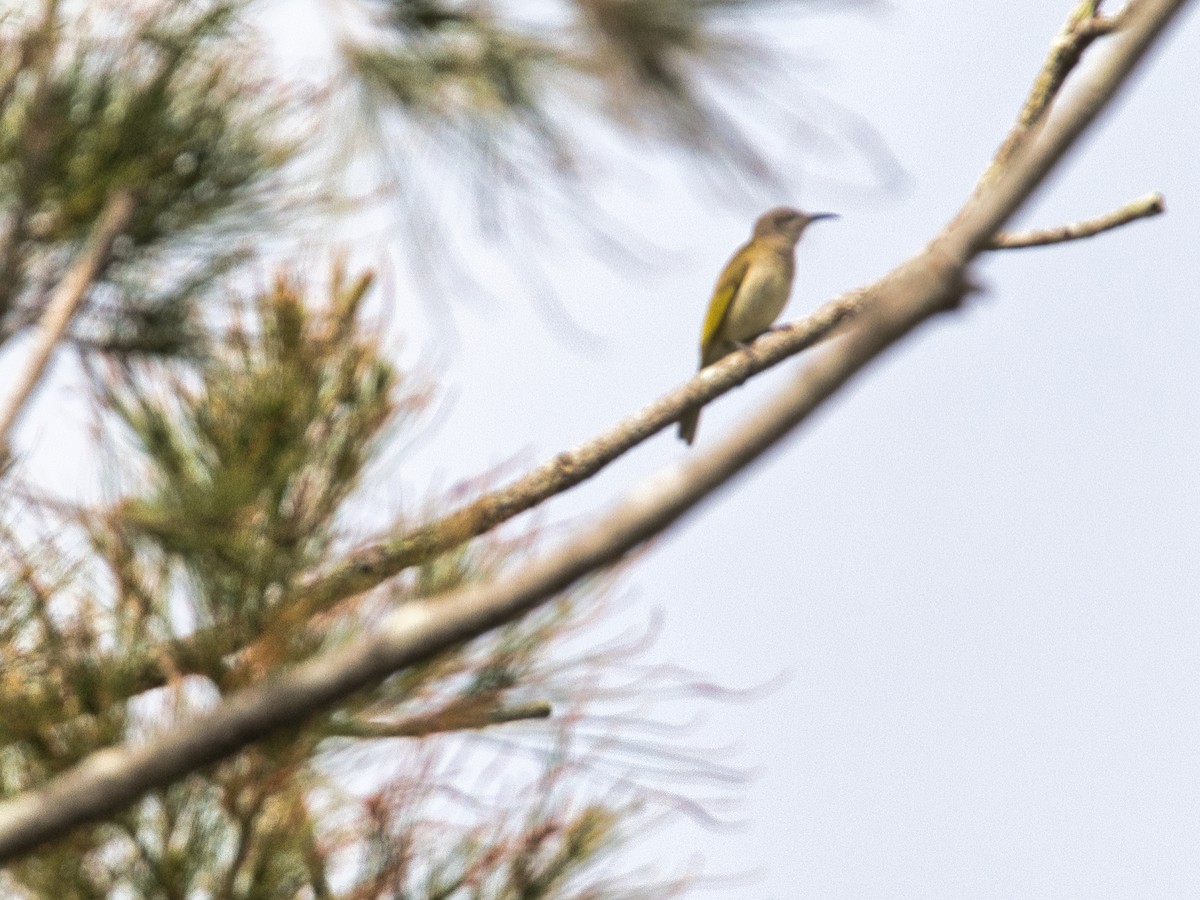 Brown Honeyeater - ML619663416