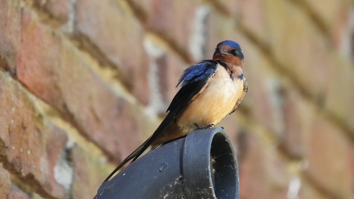 Barn Swallow - Sunil Thirkannad