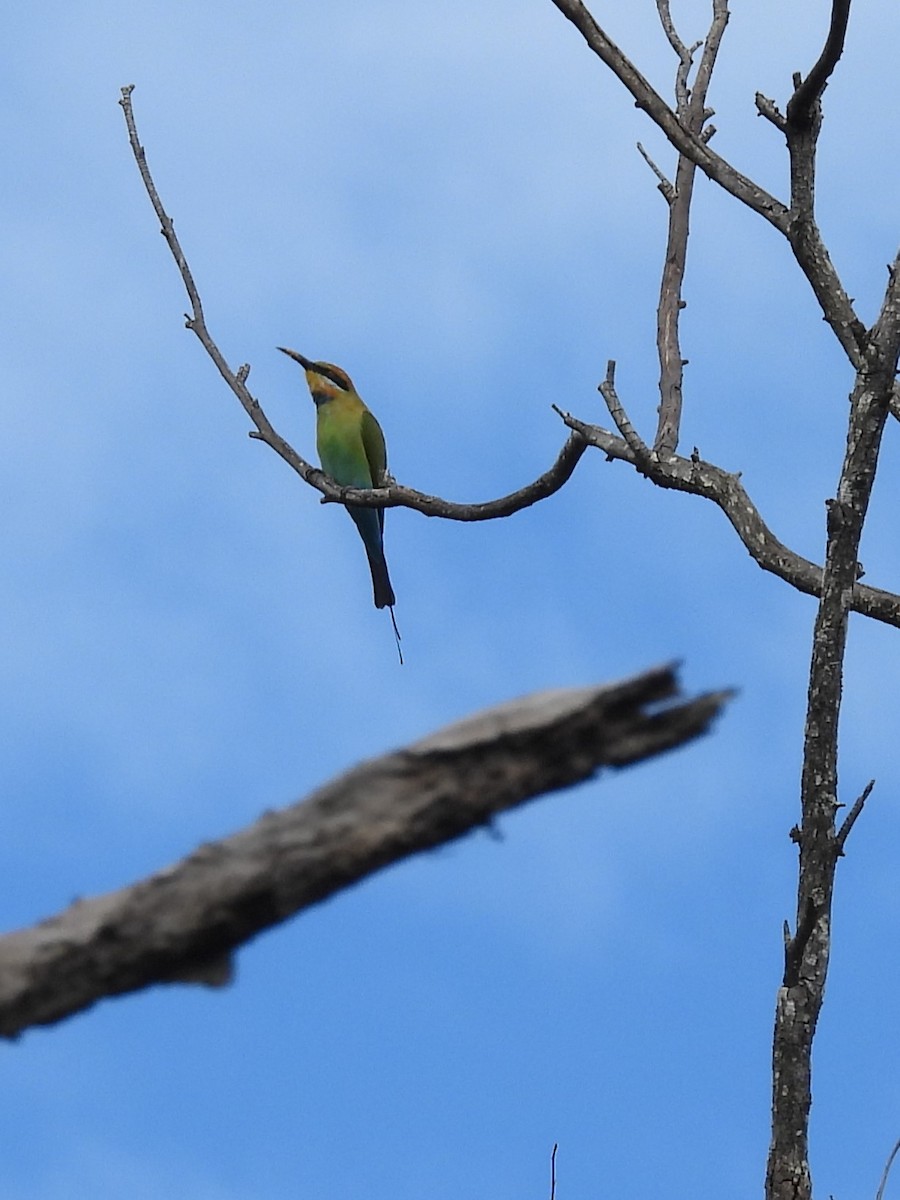 Rainbow Bee-eater - Tris Allinson