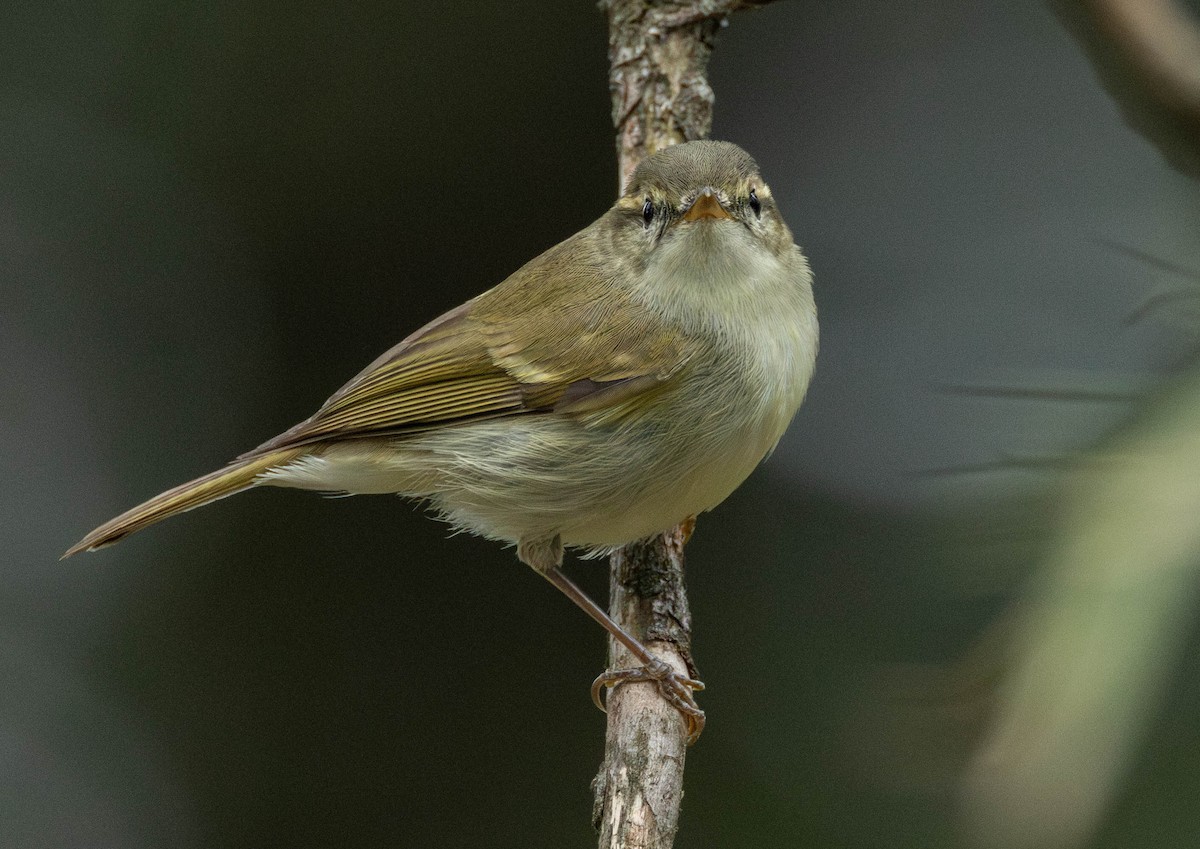 Greenish Warbler - ML619663420