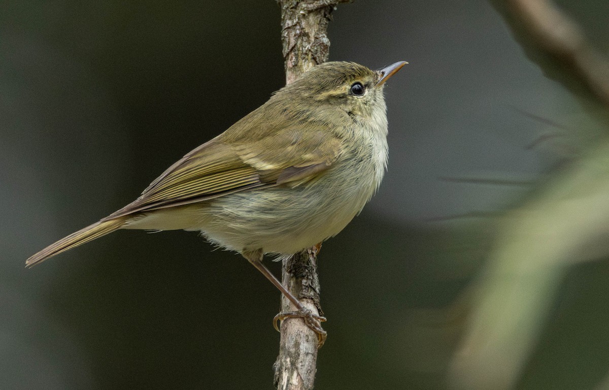 Greenish Warbler - Garret Skead