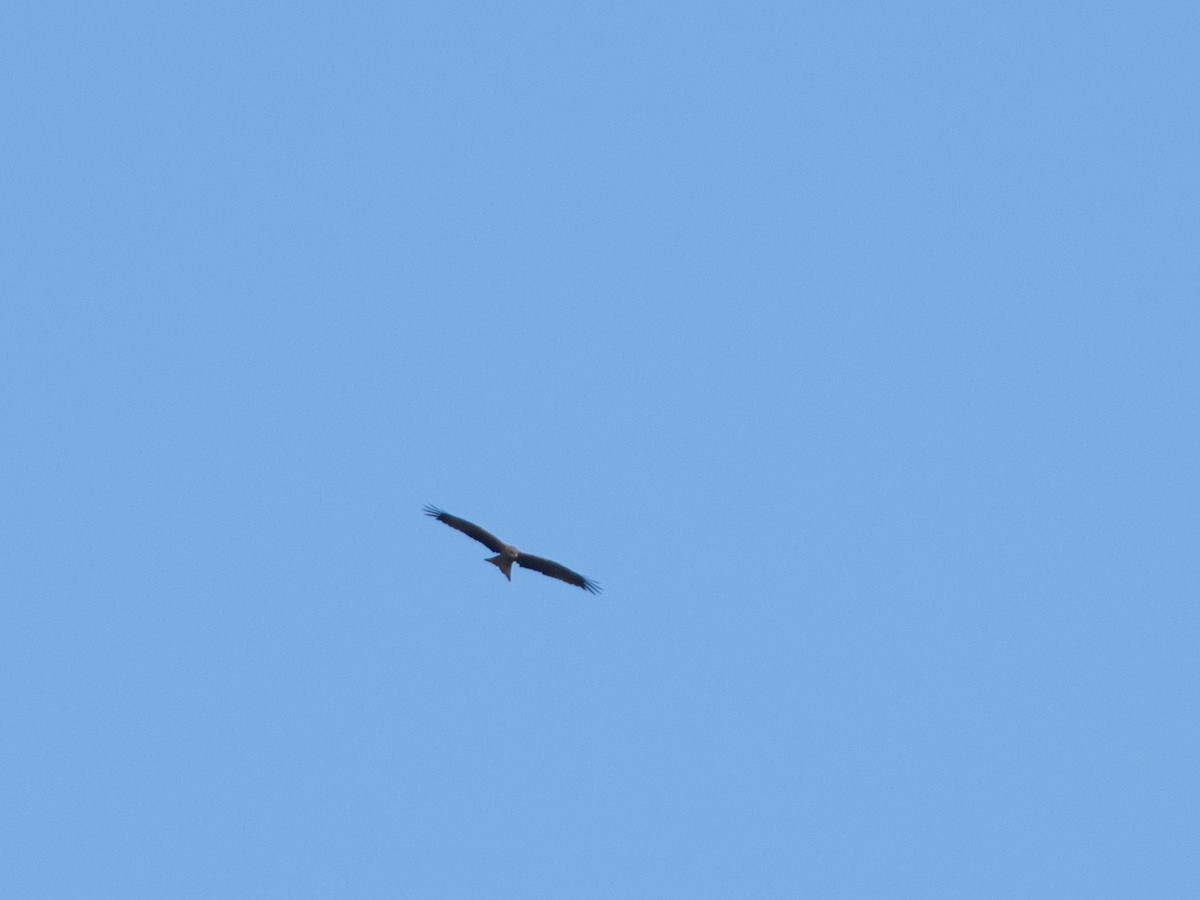 Black Kite - ML619663425