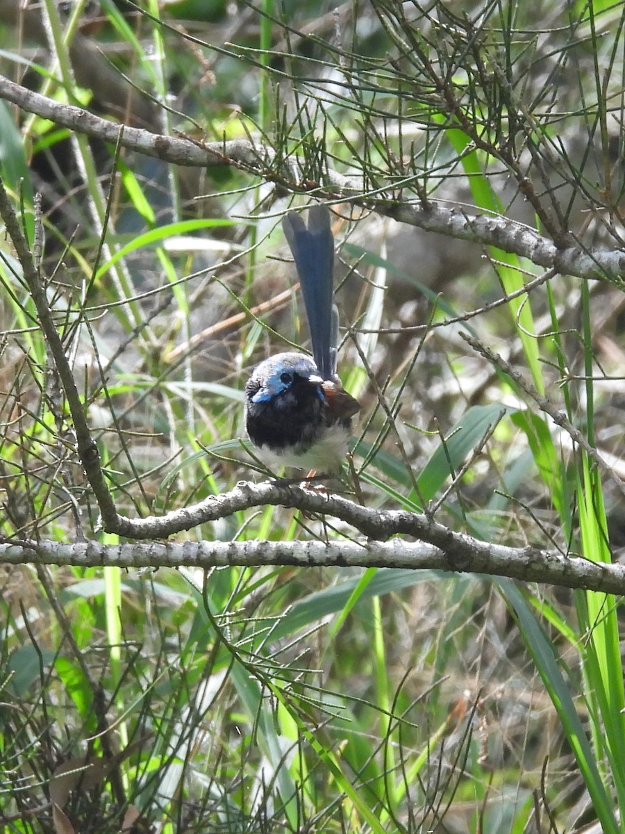 Variegated Fairywren - Tris Allinson