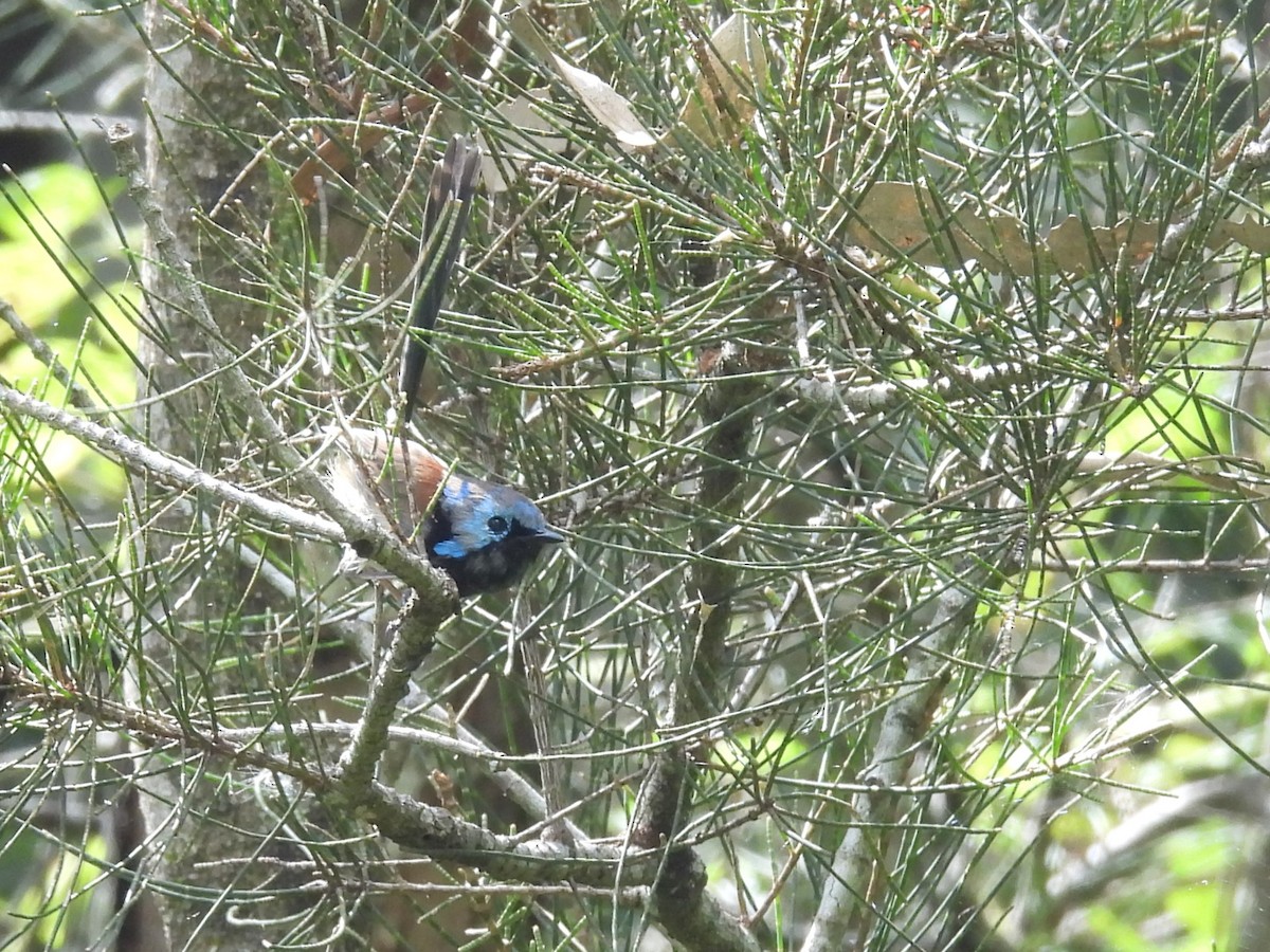 Variegated Fairywren - Tris Allinson