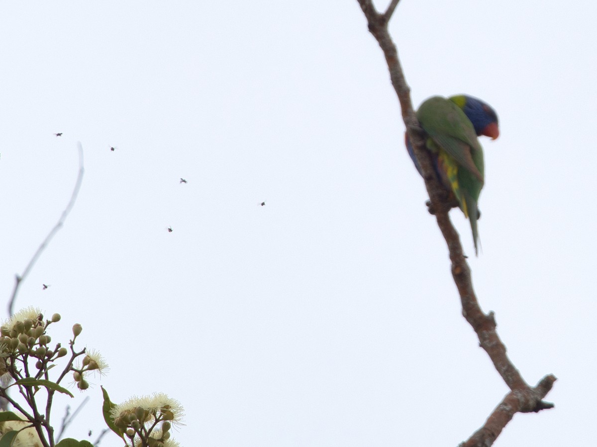 Rainbow Lorikeet - Helen Leonard