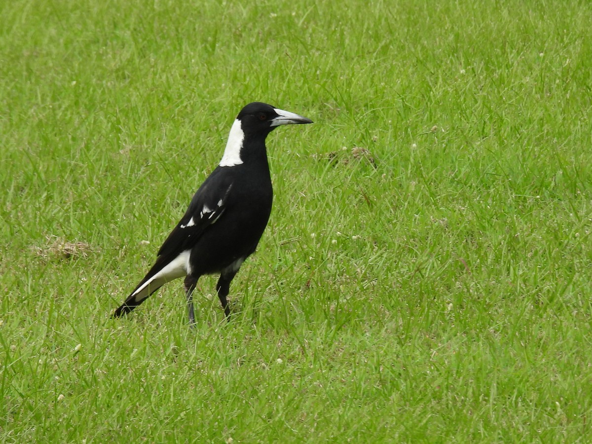 Australian Magpie - Tris Allinson