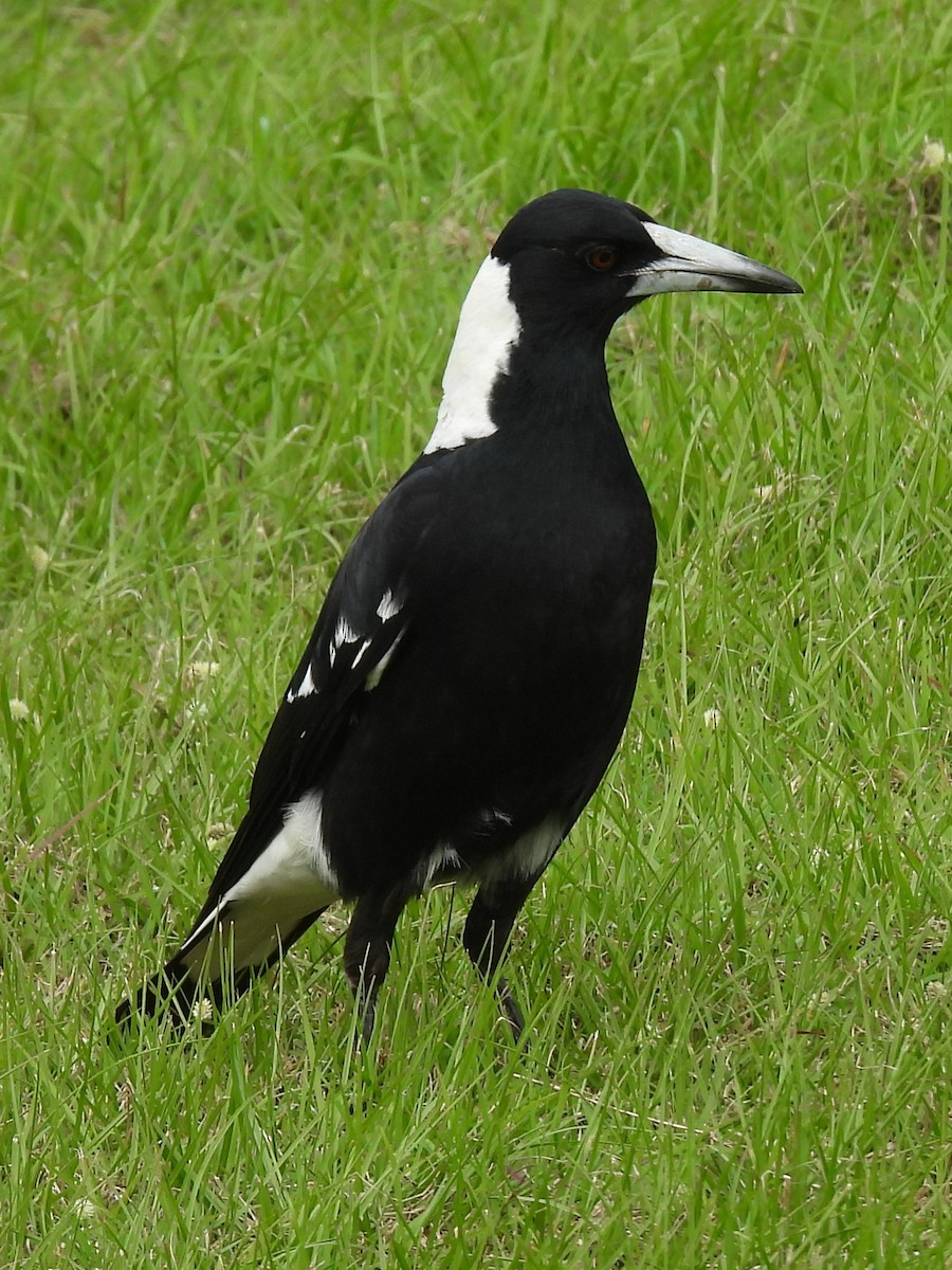 Australian Magpie - Tris Allinson