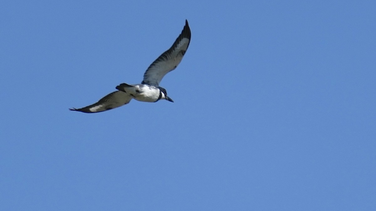 Belted Kingfisher - Sunil Thirkannad