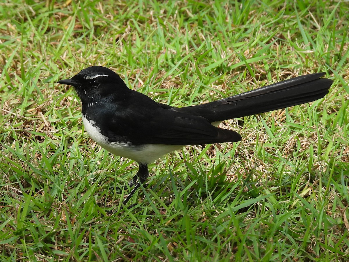 Willie-wagtail - Tris Allinson