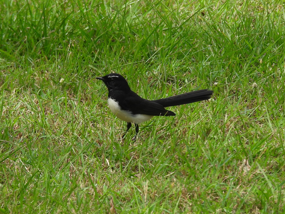 Willie-wagtail - Tris Allinson