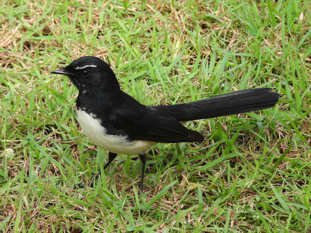 Willie-wagtail - Tris Allinson