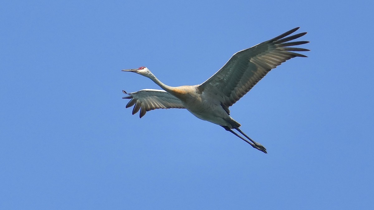 Sandhill Crane - Sunil Thirkannad