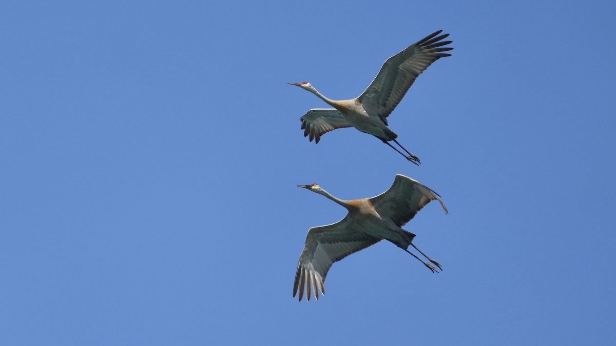 Sandhill Crane - Sunil Thirkannad