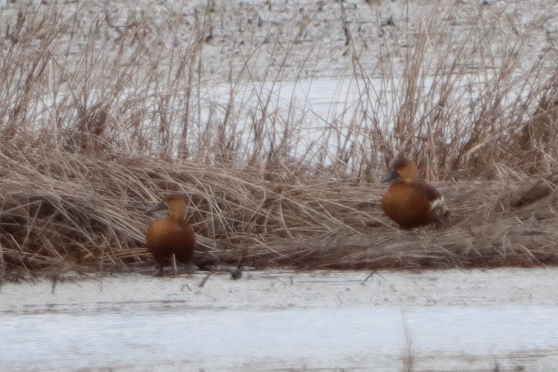 Wandering Whistling-Duck - ML619663447