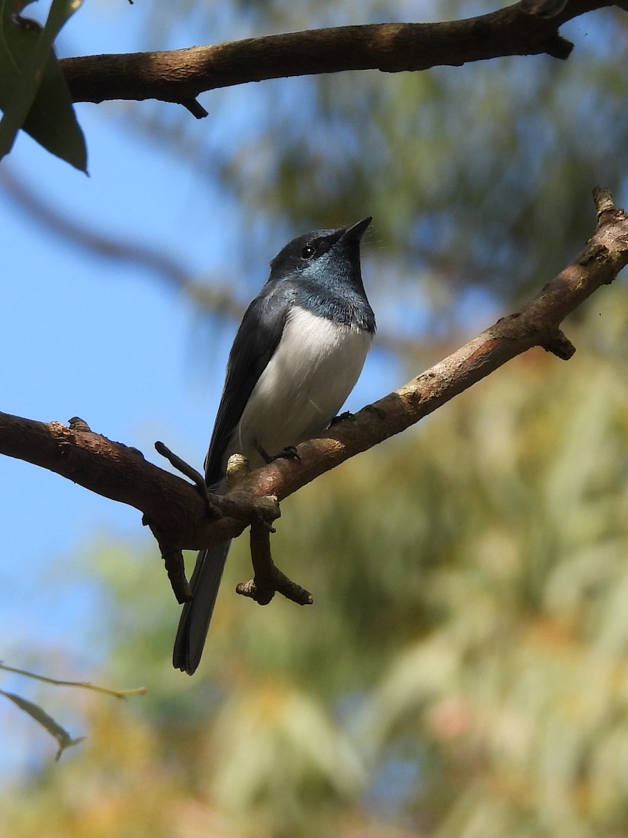 Leaden Flycatcher - Tris Allinson