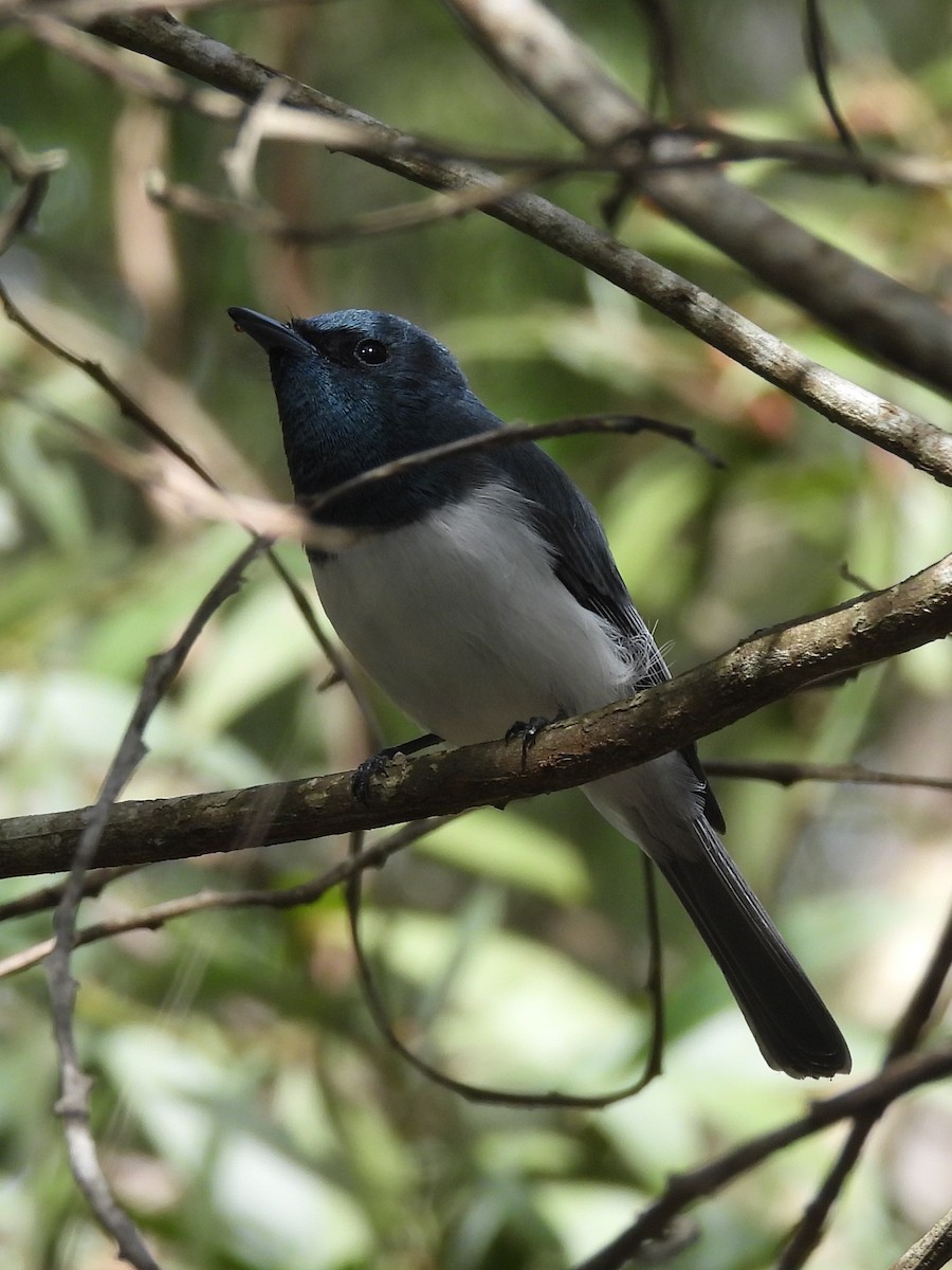 Leaden Flycatcher - Tris Allinson