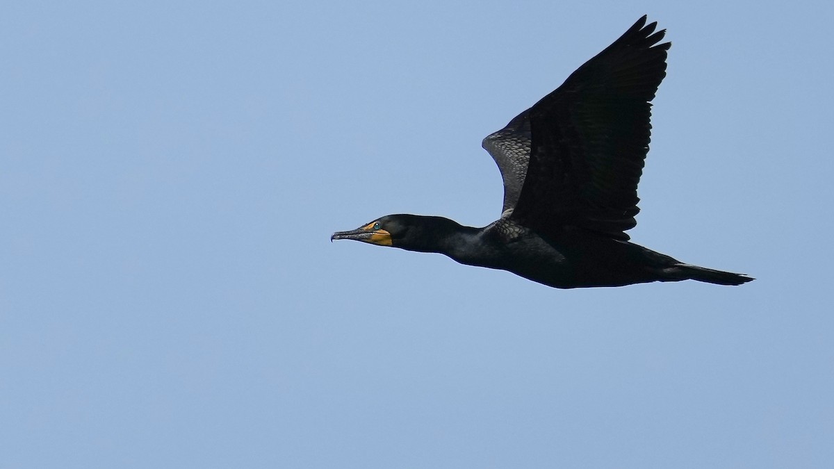 Double-crested Cormorant - Sunil Thirkannad