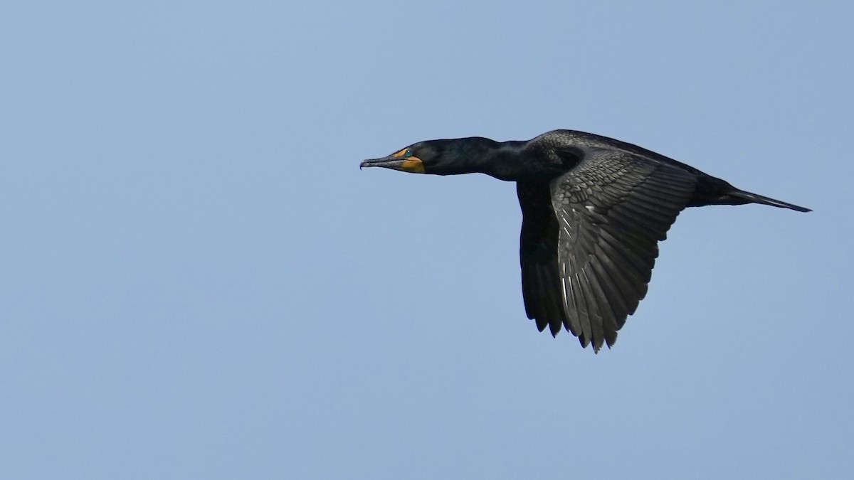 Double-crested Cormorant - Sunil Thirkannad