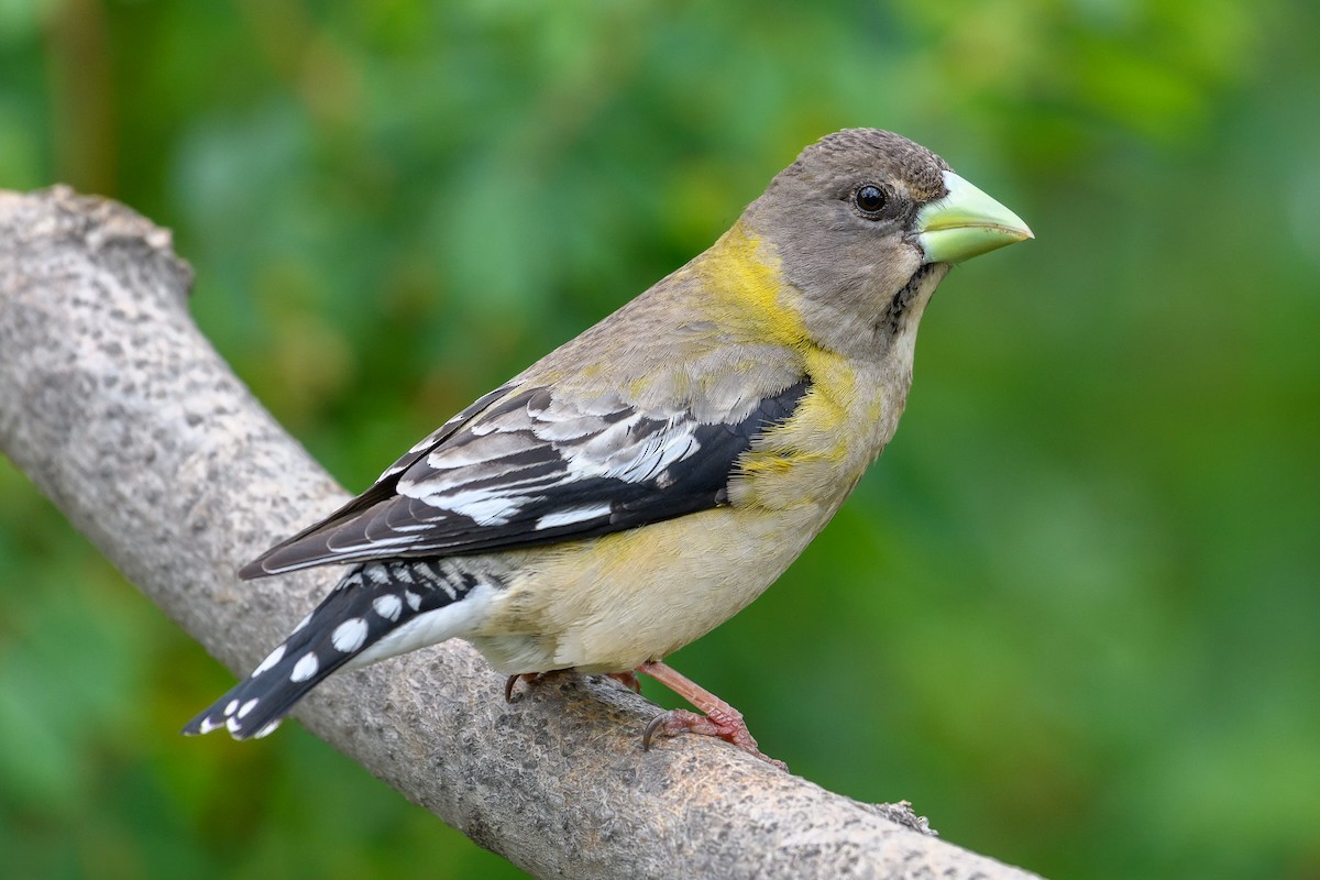 Evening Grosbeak - Markus Weilmeier