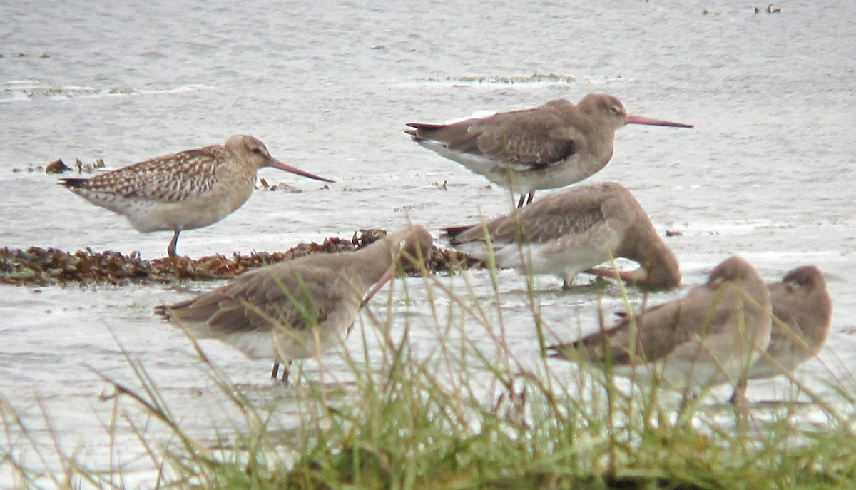 Bar-tailed Godwit - Peter Milinets-Raby