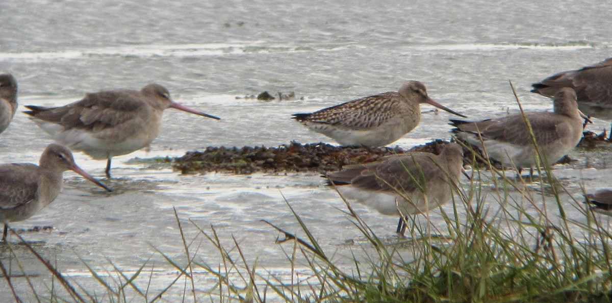 Bar-tailed Godwit - Peter Milinets-Raby