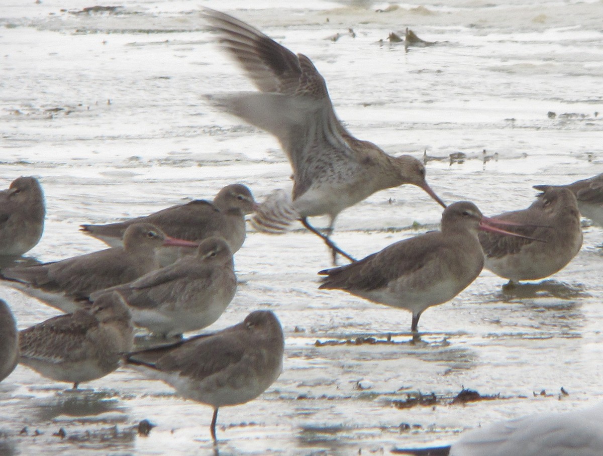 Bar-tailed Godwit - Peter Milinets-Raby