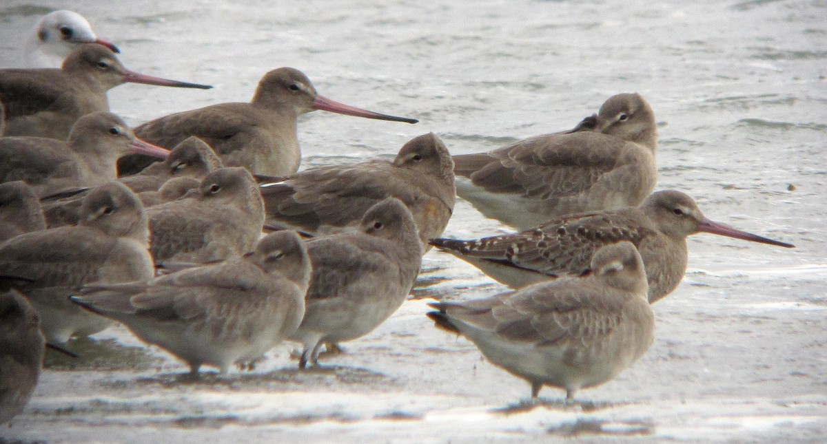 Bar-tailed Godwit - Peter Milinets-Raby