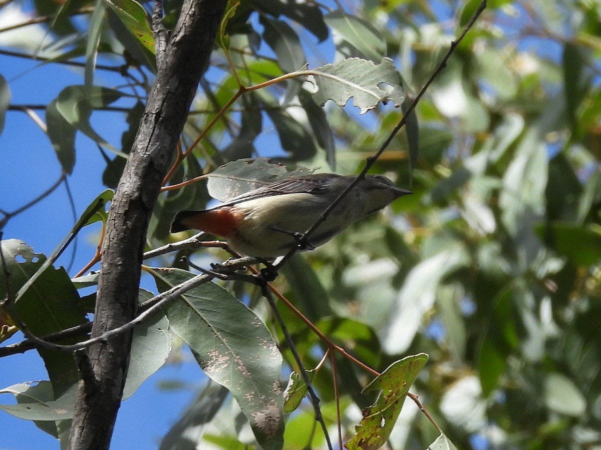 Mistletoebird - Tris Allinson