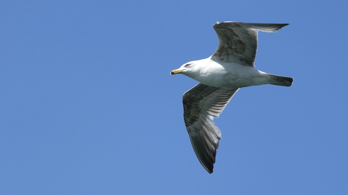 Ring-billed Gull - Sunil Thirkannad