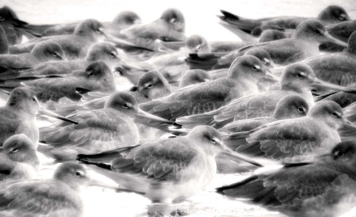 Black-tailed Godwit - Peter Milinets-Raby