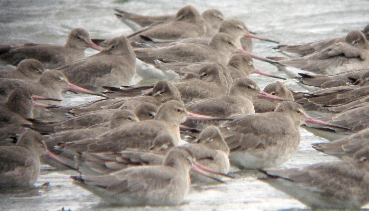 Black-tailed Godwit - Peter Milinets-Raby