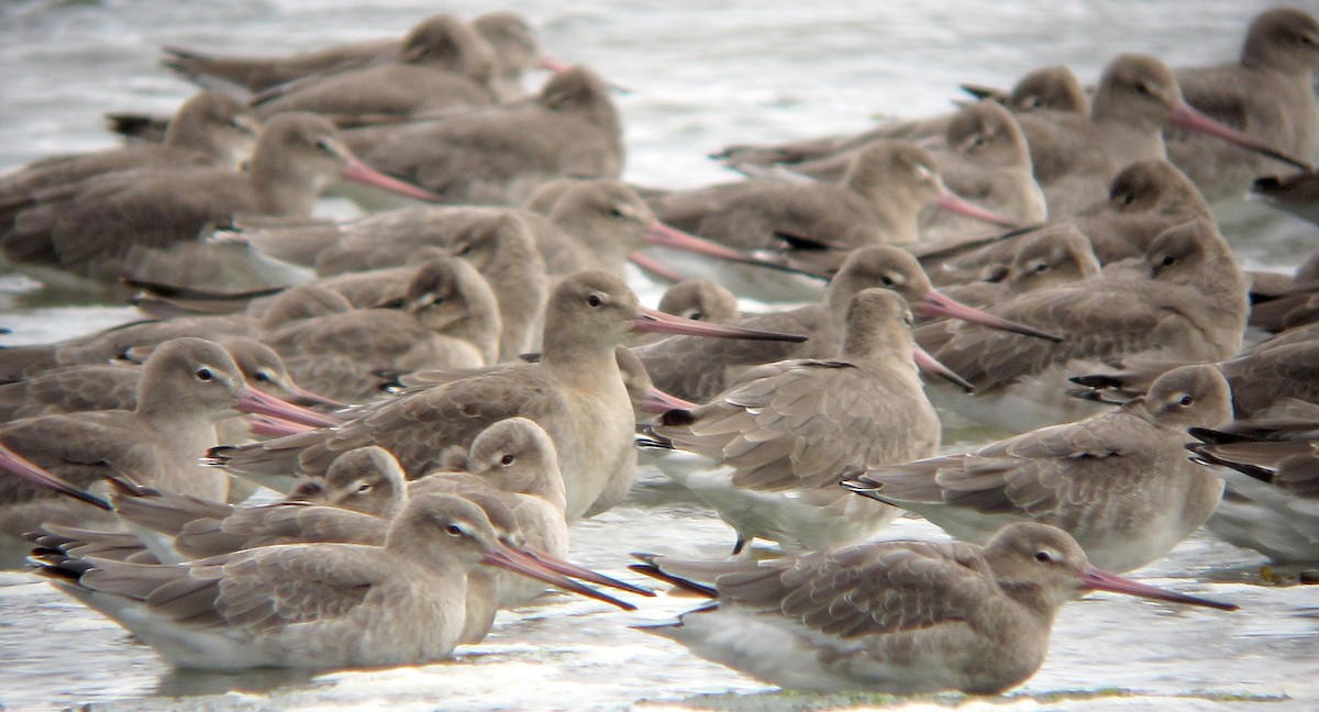 Black-tailed Godwit - Peter Milinets-Raby