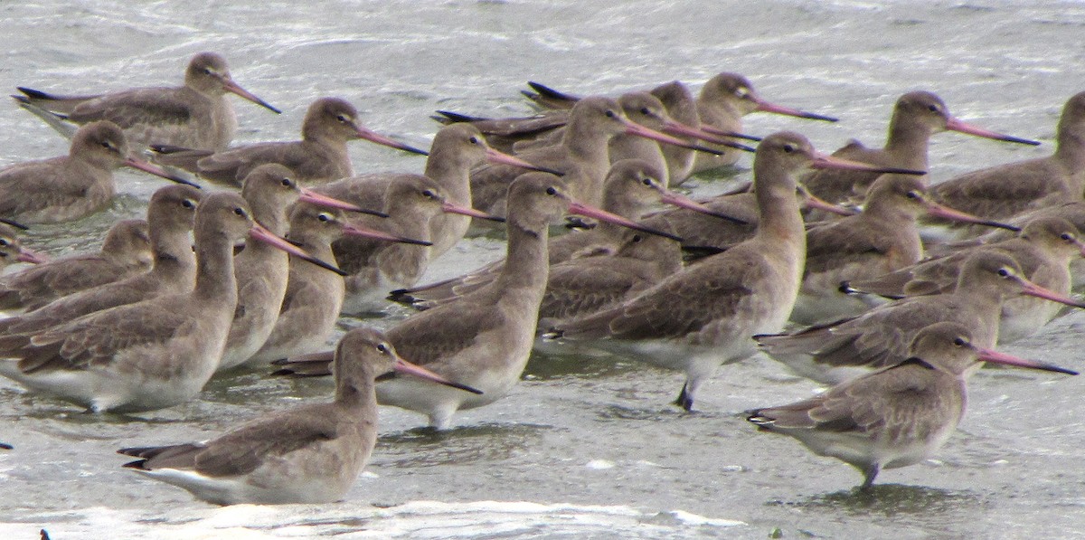 Black-tailed Godwit - Peter Milinets-Raby