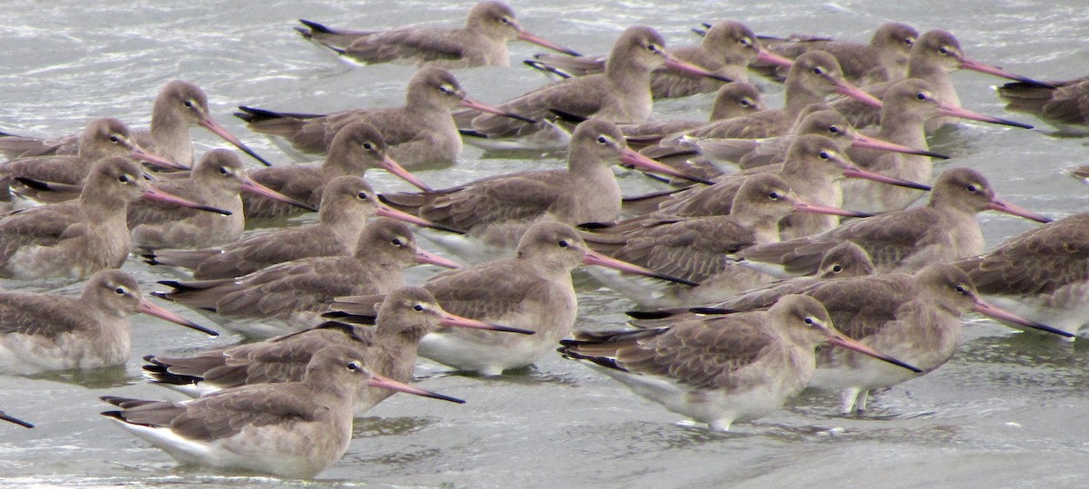 Black-tailed Godwit - Peter Milinets-Raby