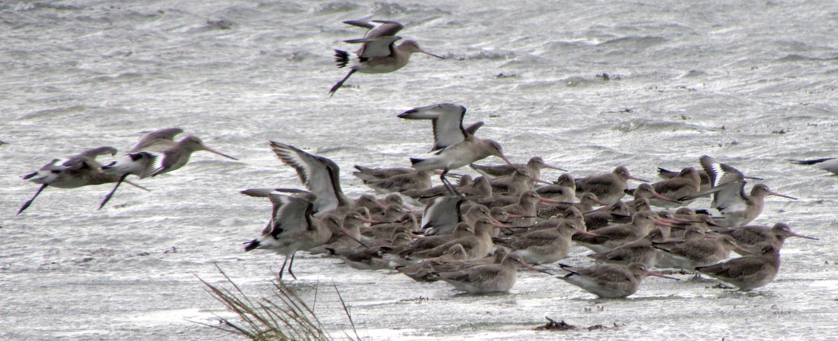 Black-tailed Godwit - Peter Milinets-Raby