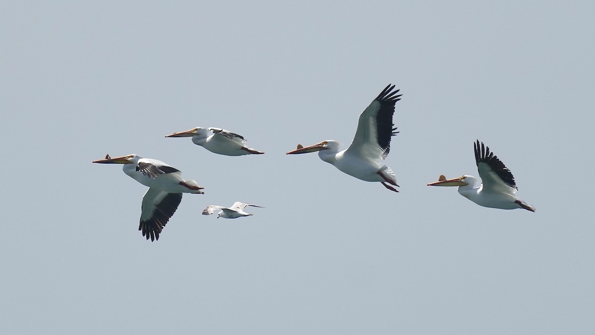 American White Pelican - Sunil Thirkannad