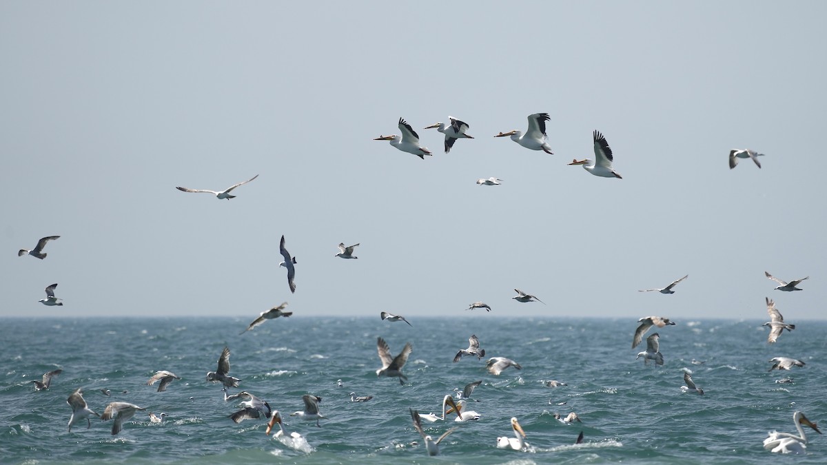 American White Pelican - Sunil Thirkannad