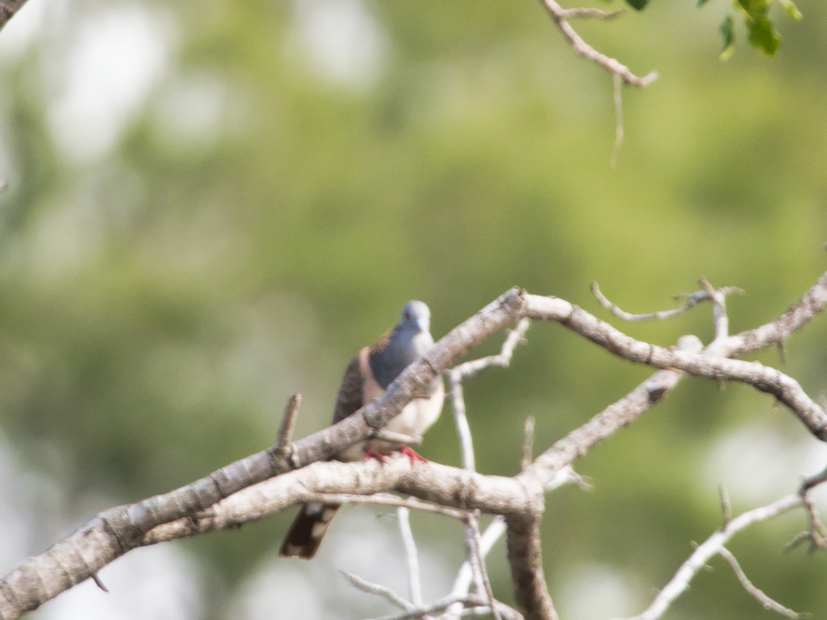 Bar-shouldered Dove - ML619663502