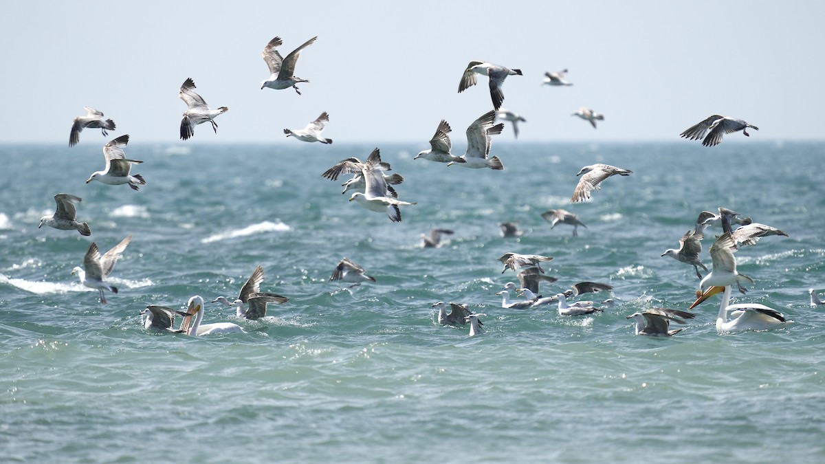 Ring-billed Gull - Sunil Thirkannad