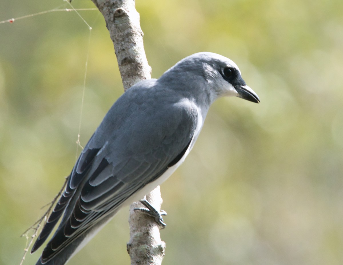 White-bellied Cuckooshrike - Helen Leonard