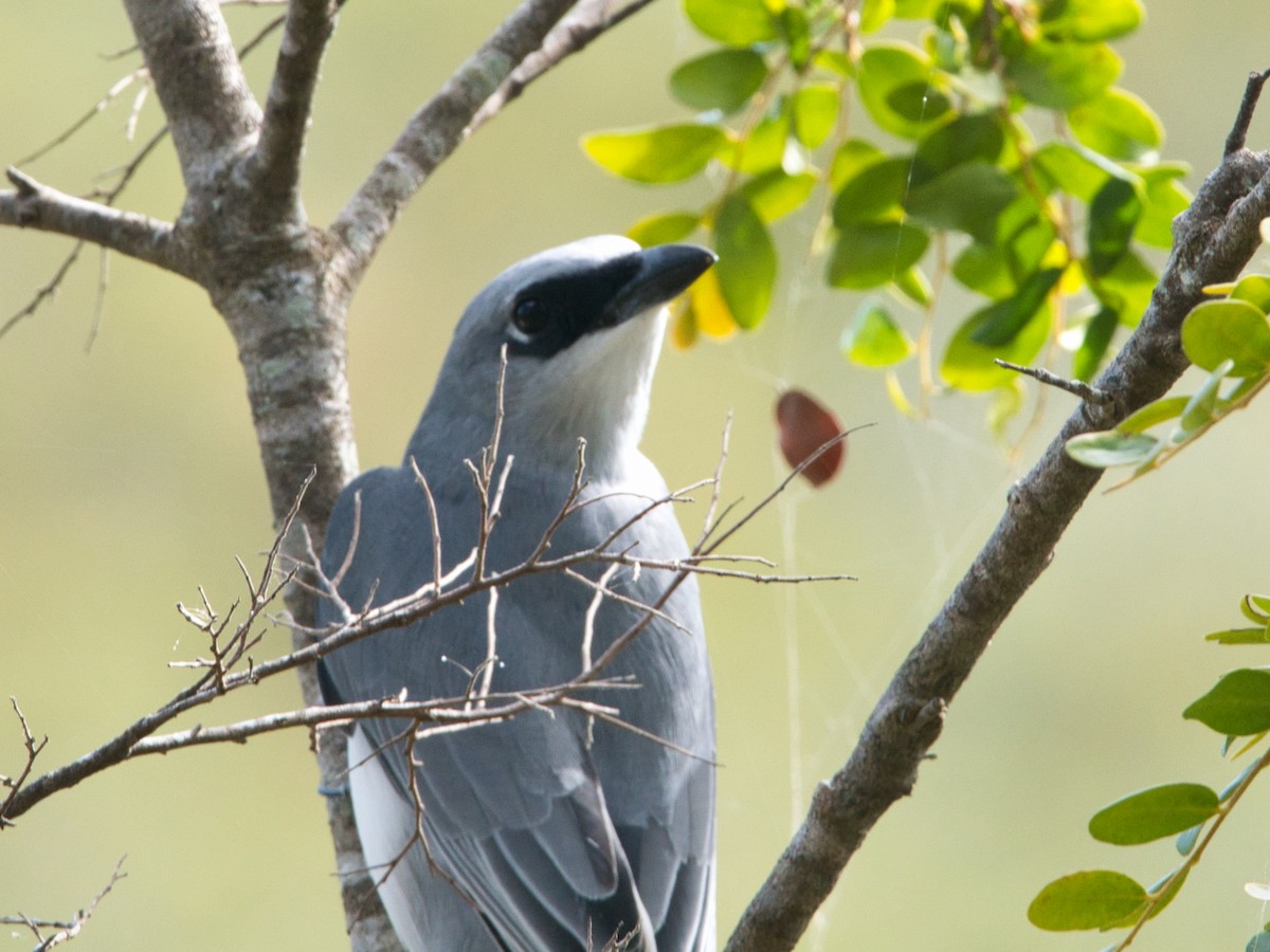 White-bellied Cuckooshrike - Helen Leonard