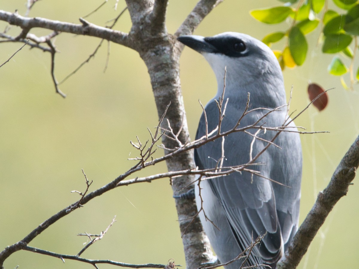 White-bellied Cuckooshrike - ML619663509