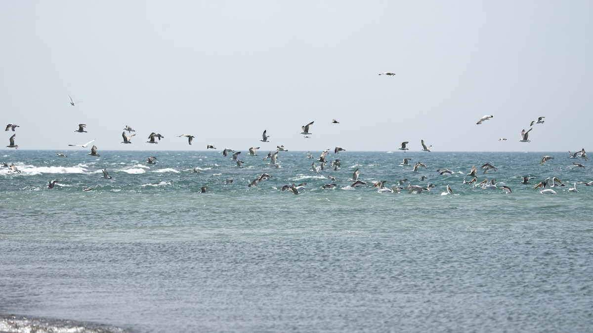 Herring Gull - Sunil Thirkannad