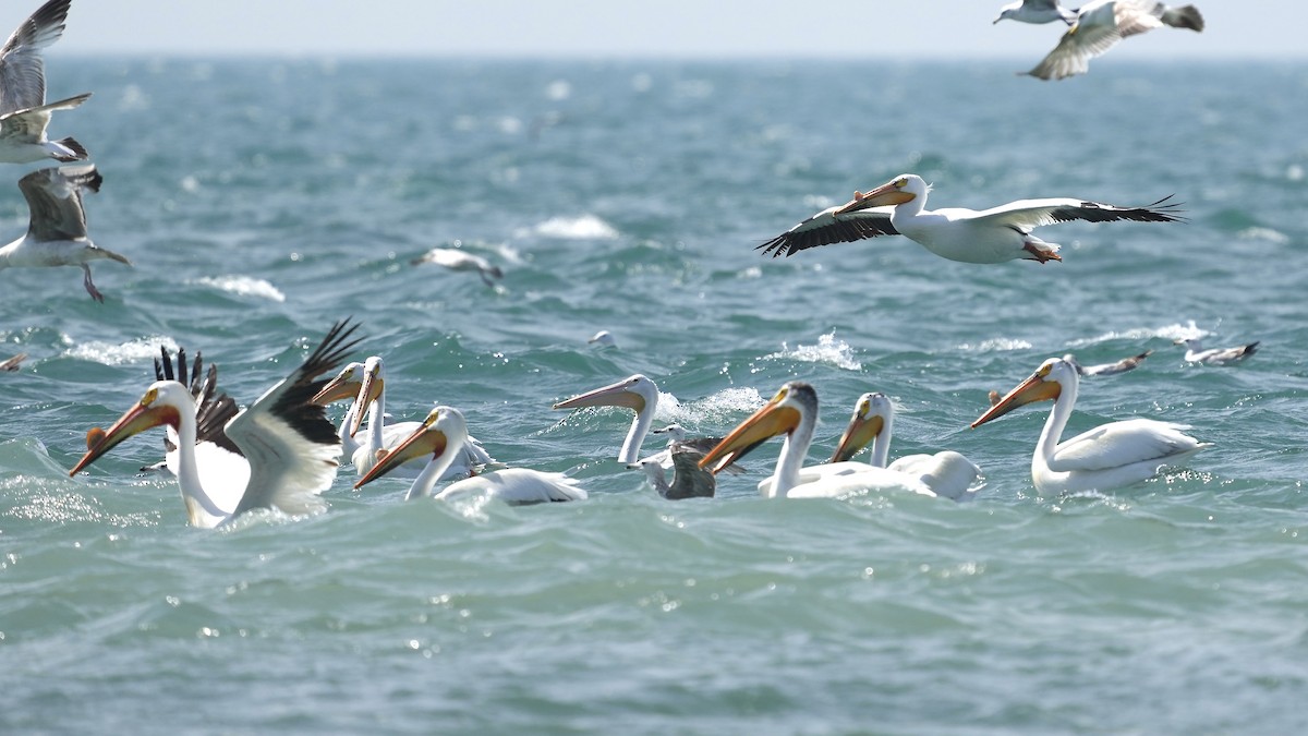 American White Pelican - Sunil Thirkannad