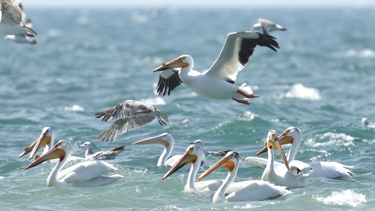 American White Pelican - Sunil Thirkannad