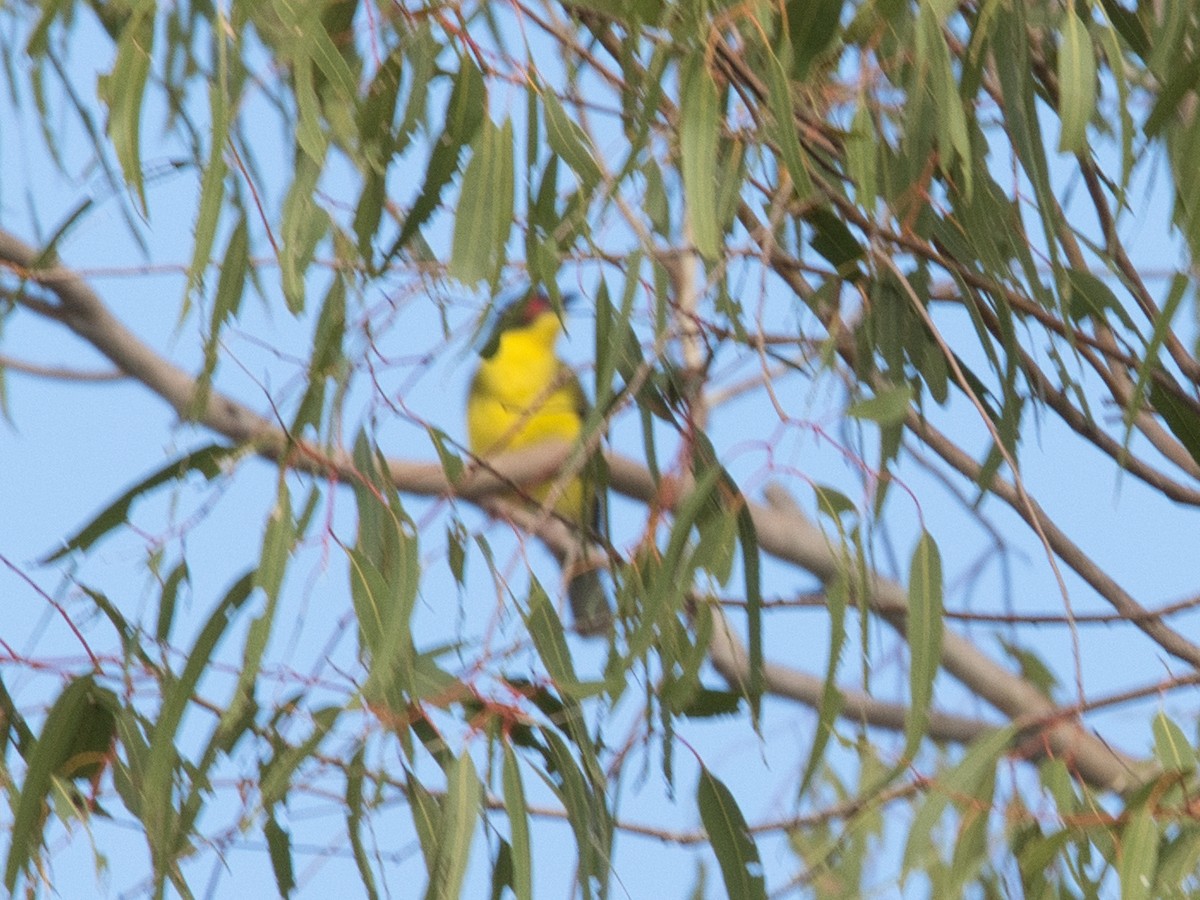 Australasian Figbird - Helen Leonard