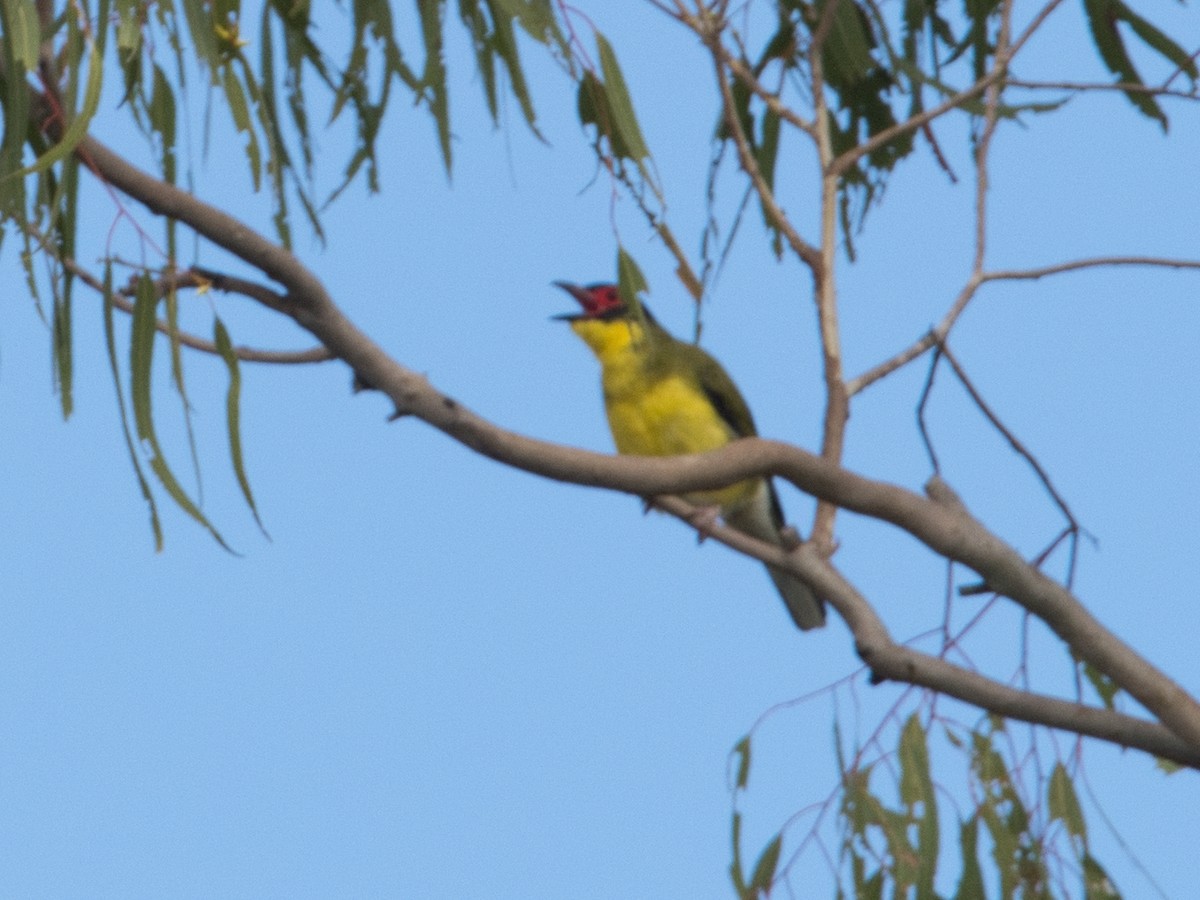 Australasian Figbird - Helen Leonard