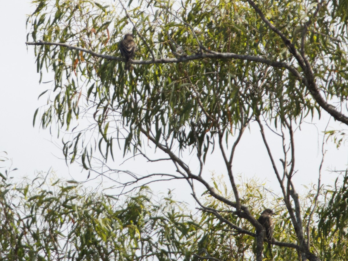 Australasian Figbird - Helen Leonard